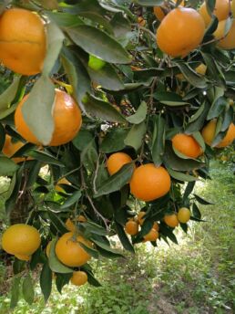 Primosole Bio BioSikelia