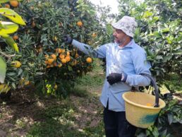 Raccolta Primosole Bio BioSikelia